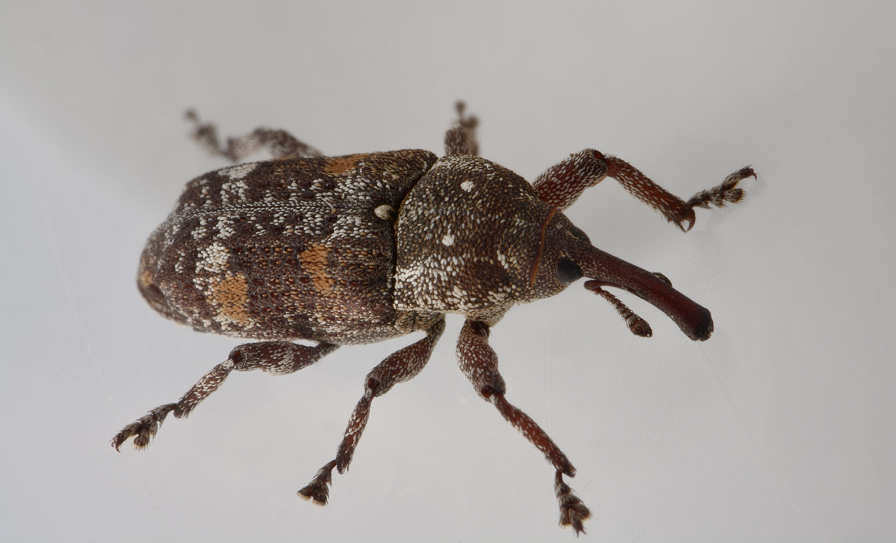 Curculionidae:  Pissodes castaneus